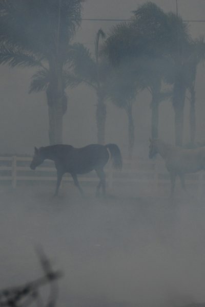 HorsesInSmoke sm